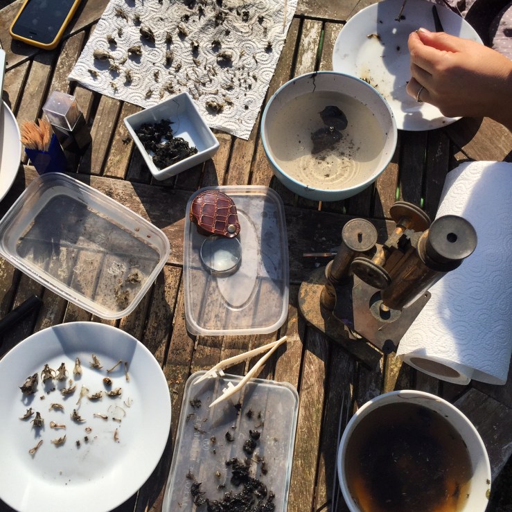 pellet disection.JPG