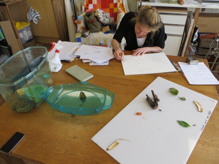 snails in the studio.JPG