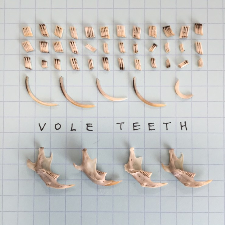 vole teeth.JPG