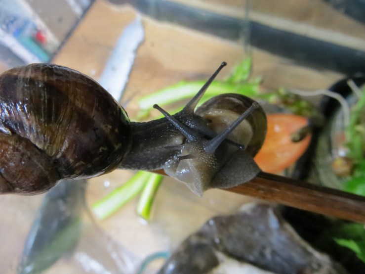 romantic snail nodule.JPG