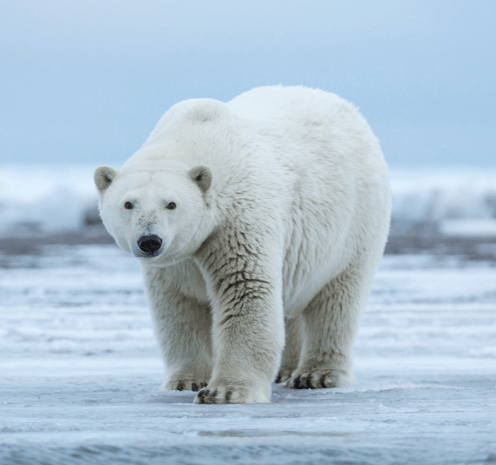 Screen shot 2016-12-06 at 12.58.59.png