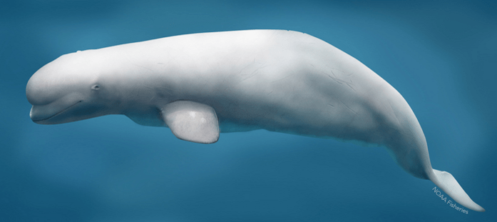 beluga.png
