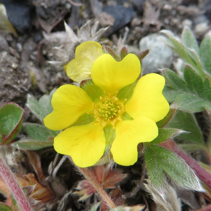 Arctic Cinquefoil 1.JPG