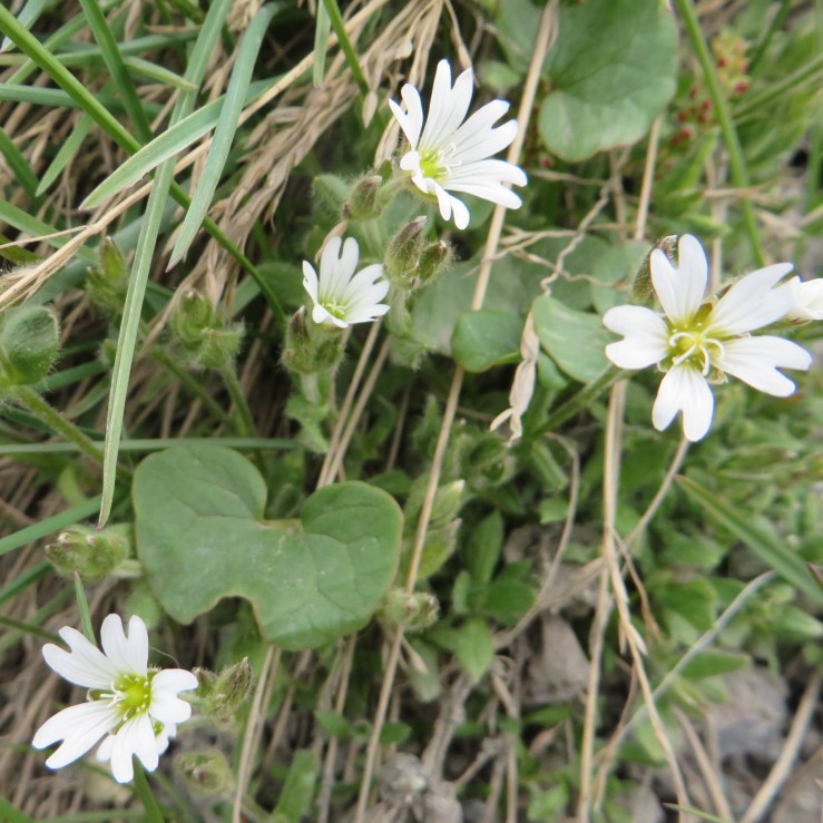 Arctic Mouse-ear.JPG