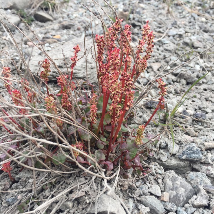 Mountain Sorrel.jpg