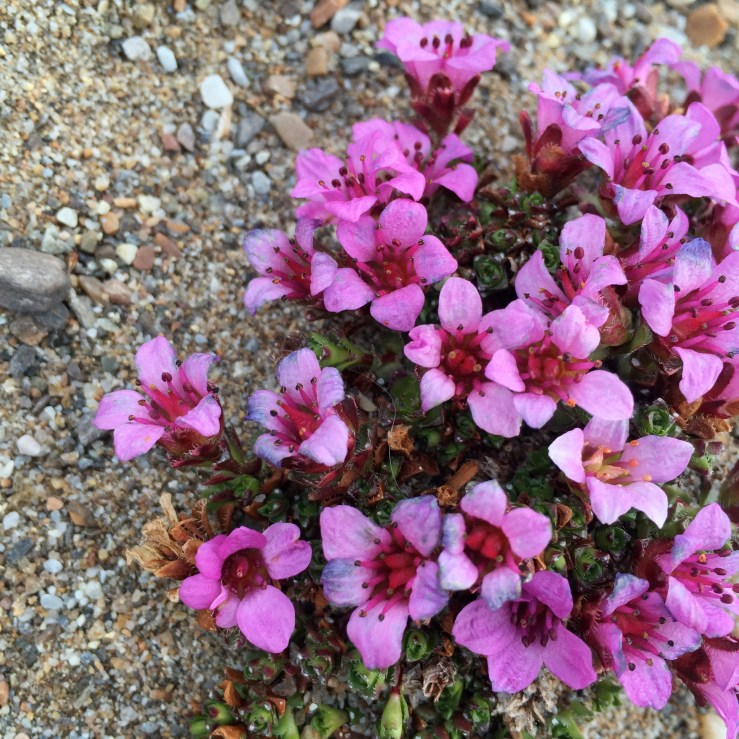 Purple Saxifrage.jpg