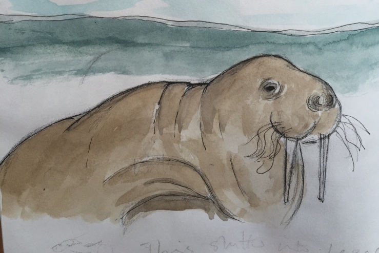 walrus sketch.JPG