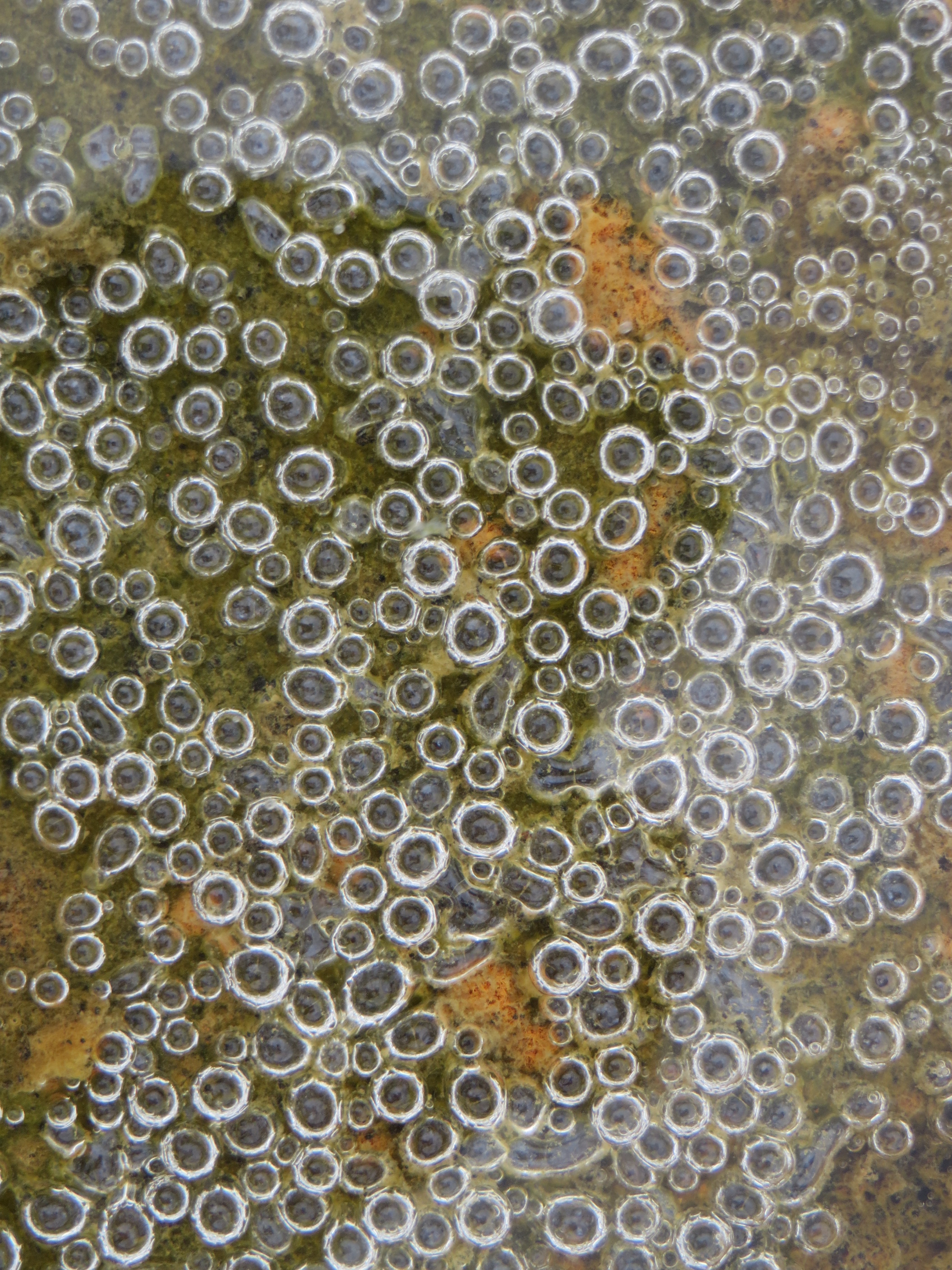 bubbles in the algae copy.JPG