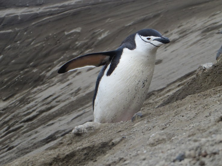 close up chin strap copy.JPG