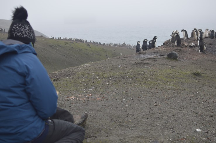 me drawing penguins copy.JPG