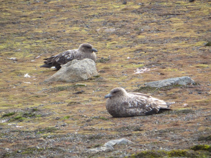 Mr and Mrs Skua copy.JPG