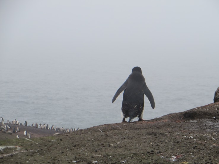 over the top copy.JPG