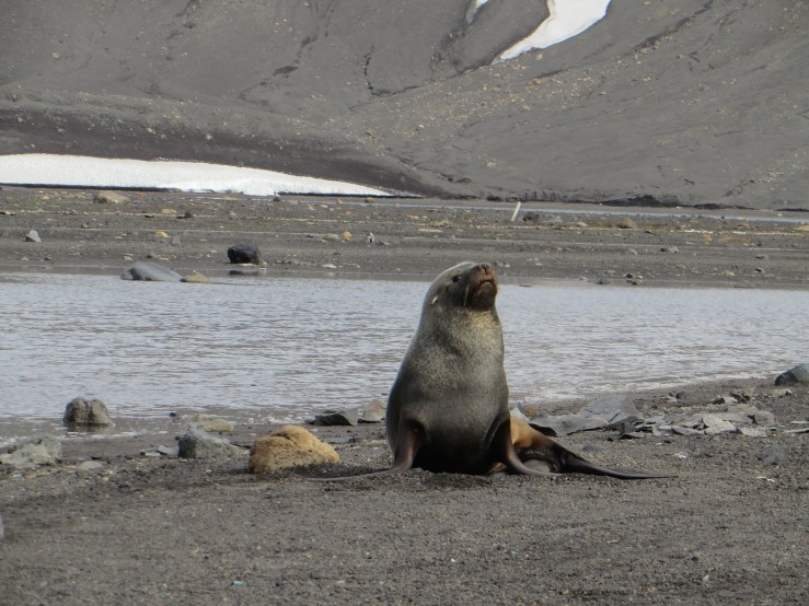 big sealion copy.JPG