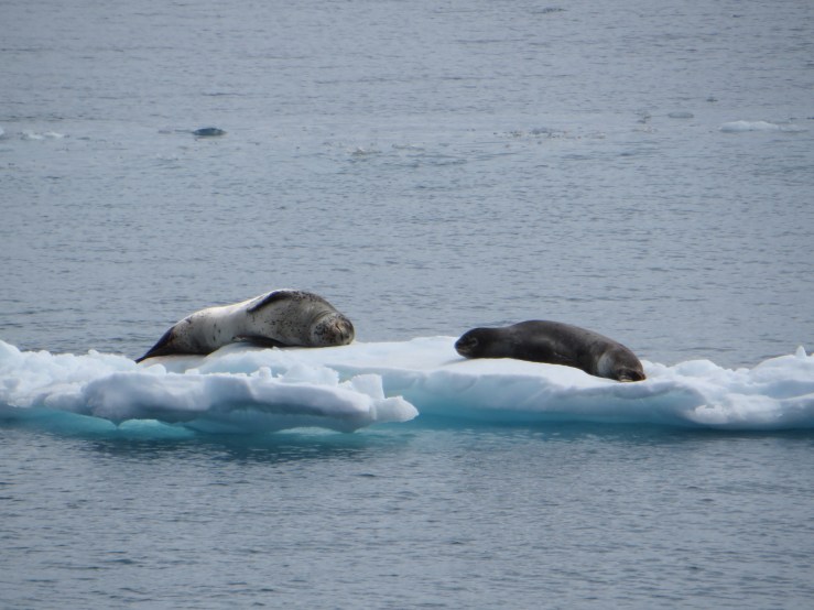 Leopard seal? copy.JPG