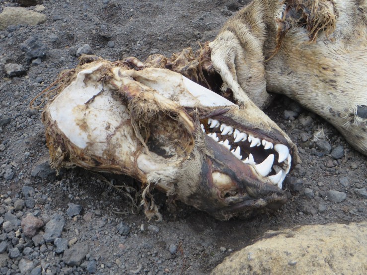 leopard teeth copy.JPG