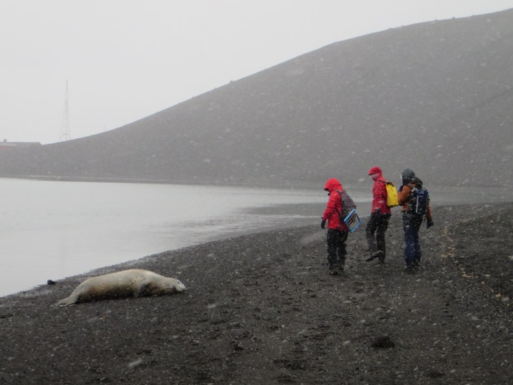 scientists and seal copy.JPG