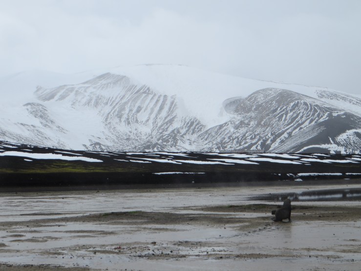 sealion going along steamy beach copy.JPG