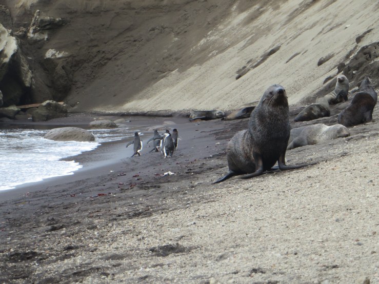 sealions and pengs copy.JPG