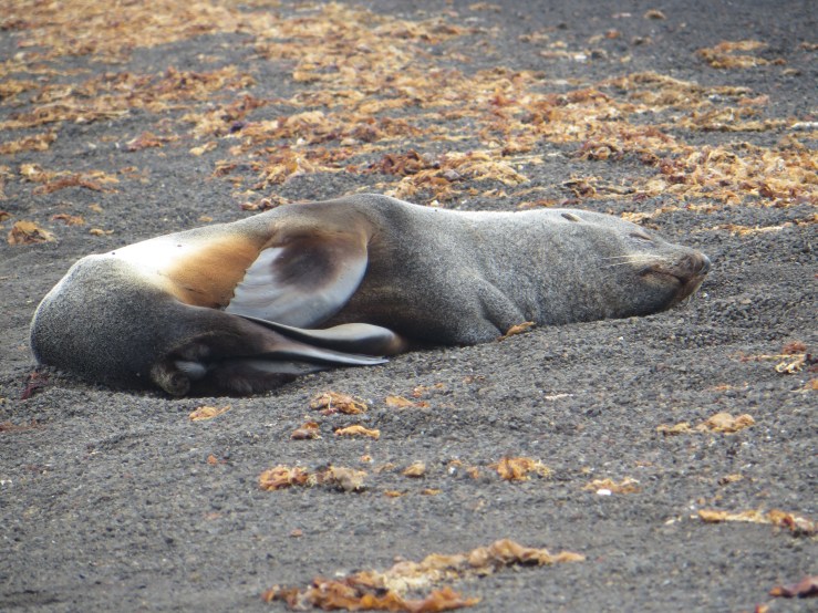 sweet flippers copy.JPG