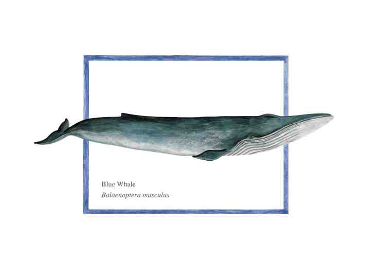 Blue whale 72 copy