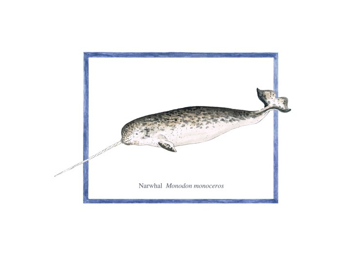 narwhal 72 copy
